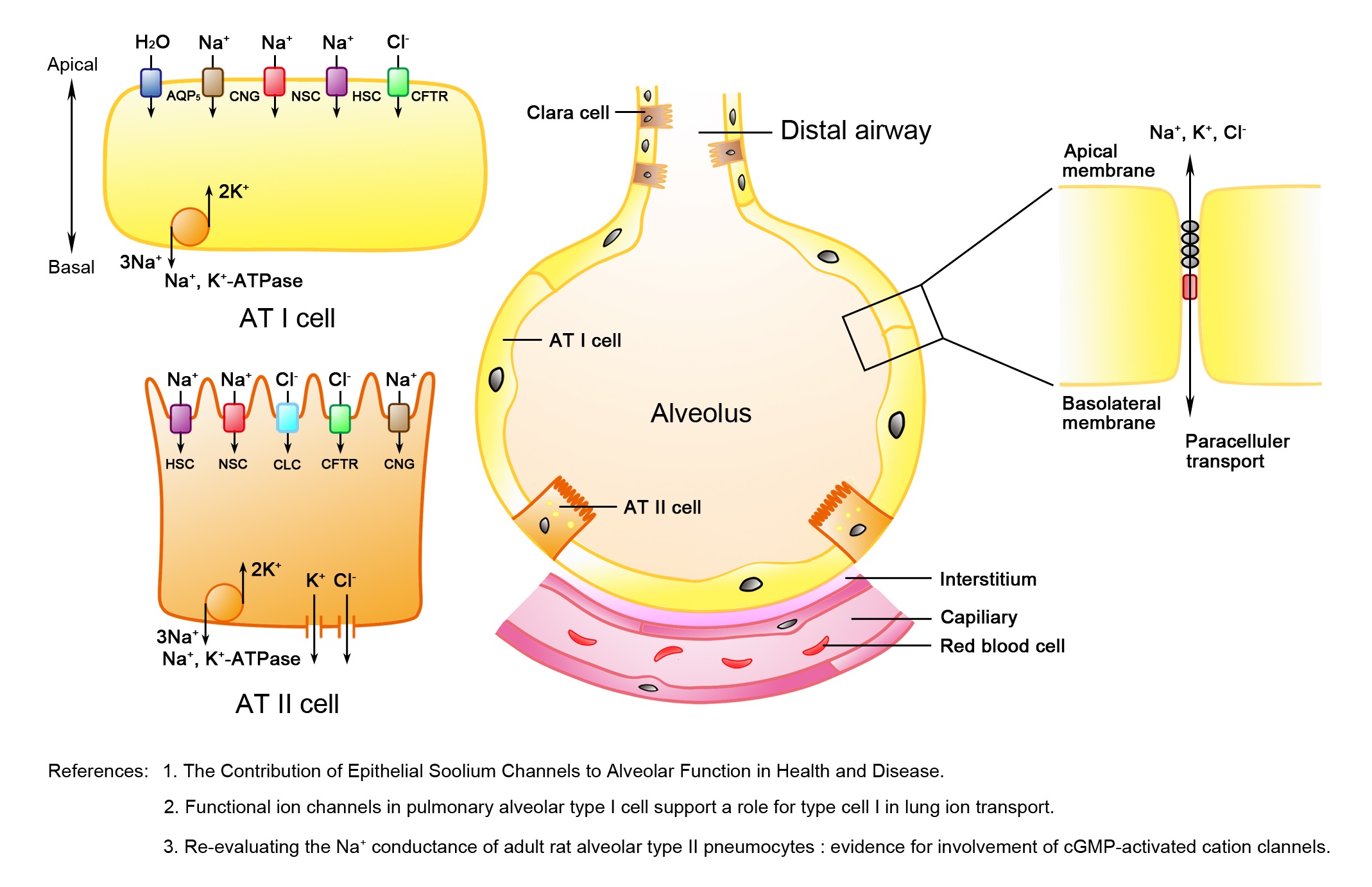 Sodium Transport and Alveolar Fluid Clearance in Acute Lung Injury